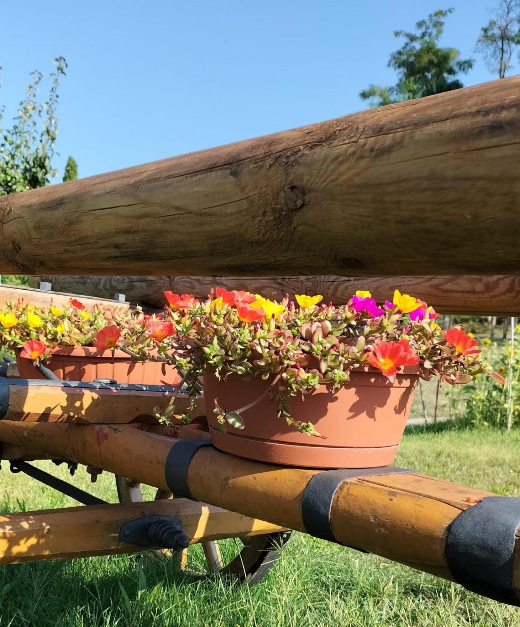 I Girasoli Sanzeno Exterior foto